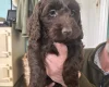 Cockapoo