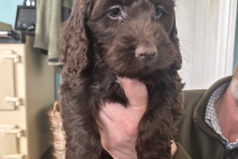 Cockapoo