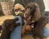 Cockapoo