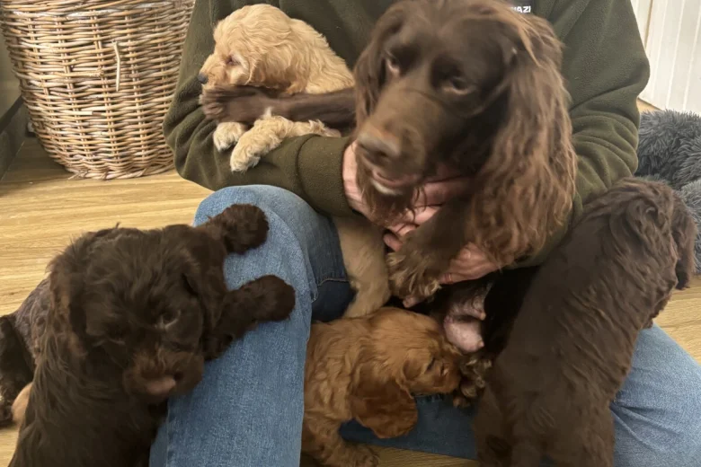 Cockapoo