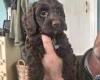 Cockapoo