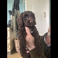 Cockapoo