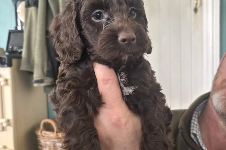 Cockapoo