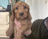 Cockapoo
