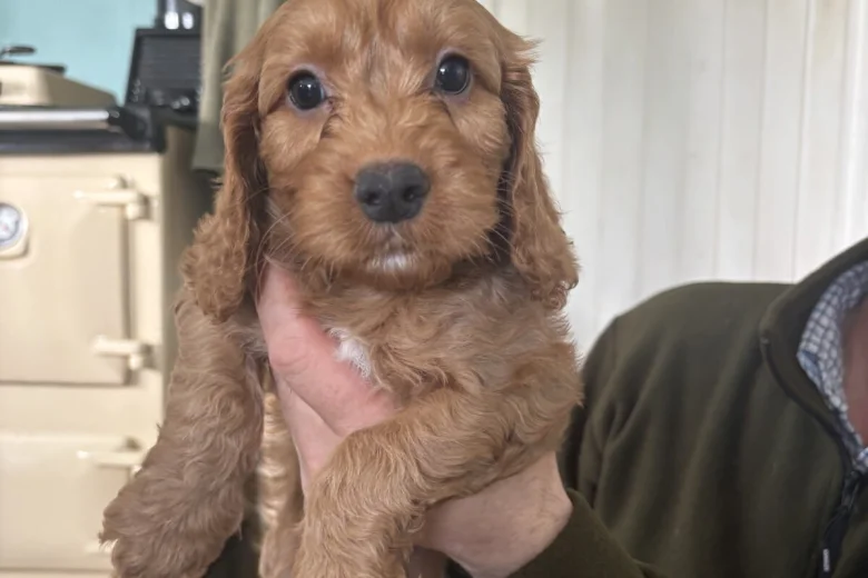 Cockapoo