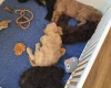 Cockapoo