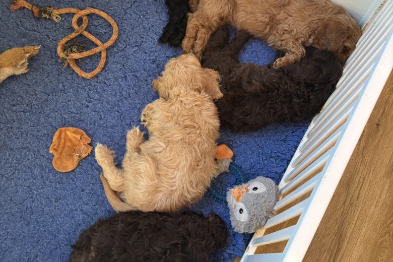 Cockapoo