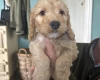 Cockapoo