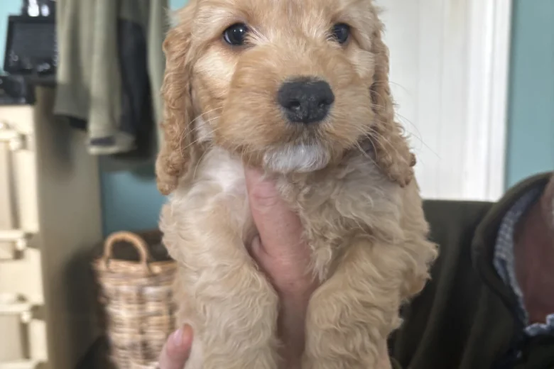 Cockapoo