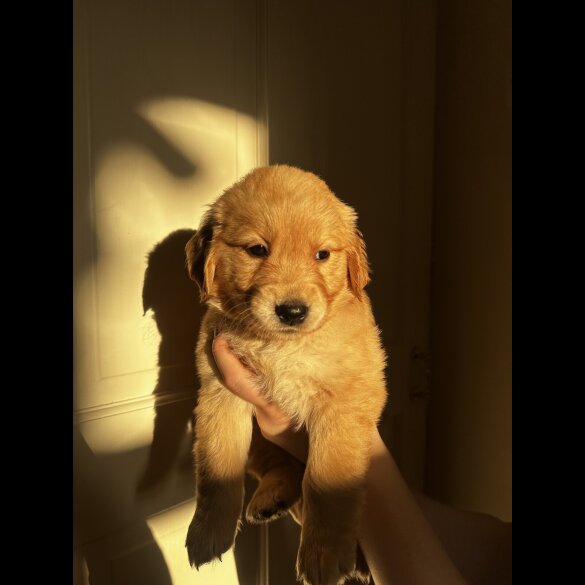 Golden Retriever