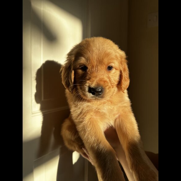 Golden Retriever