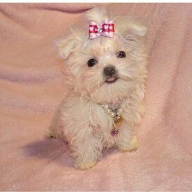 Maltese