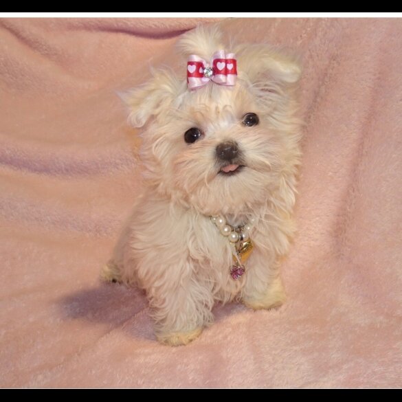 Maltese