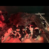 German Wirehaired Pointer