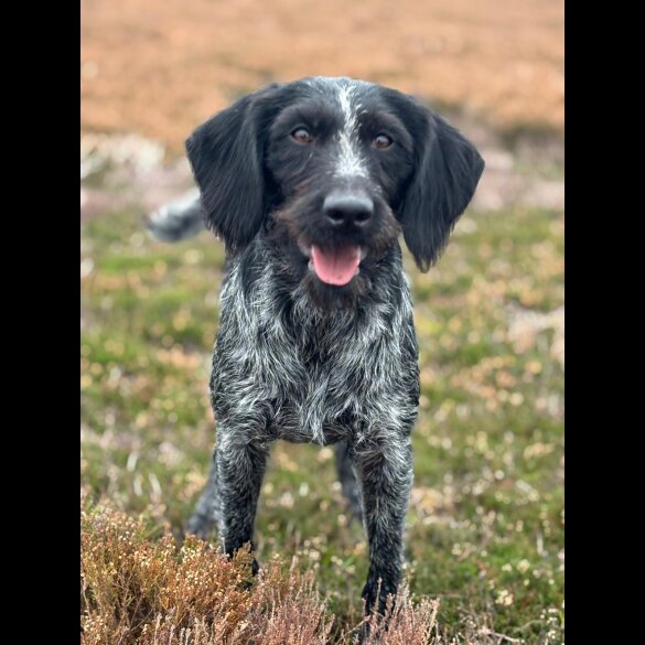 German Wirehaired Pointer