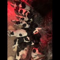 German Wirehaired Pointer