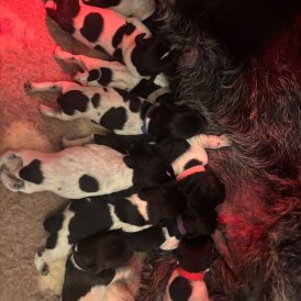 German Wirehaired Pointer