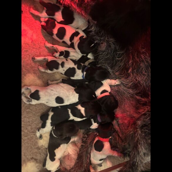 German Wirehaired Pointer