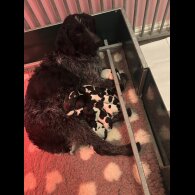 German Wirehaired Pointer