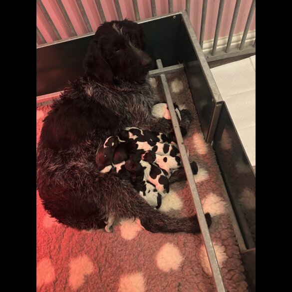 German Wirehaired Pointer