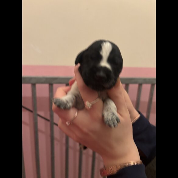 German Wirehaired Pointer