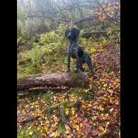 German Wirehaired Pointer