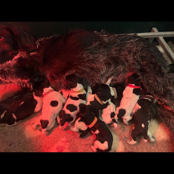 German Wirehaired Pointer