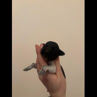 German Wirehaired Pointer