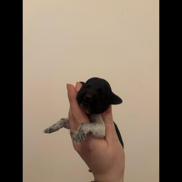 German Wirehaired Pointer