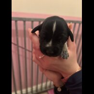 German Wirehaired Pointer