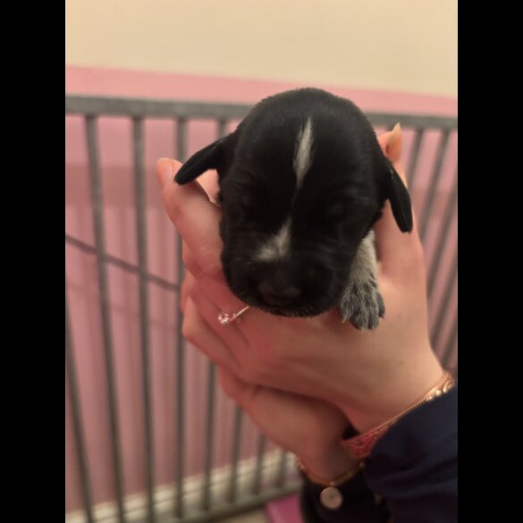 German Wirehaired Pointer