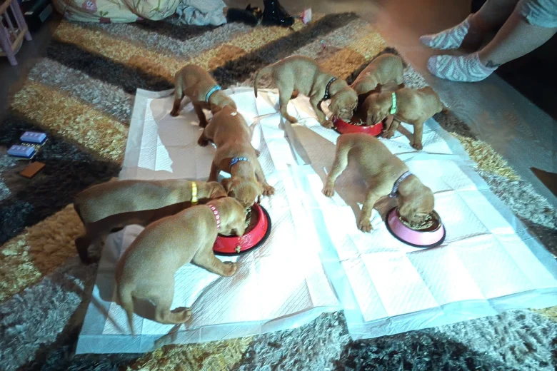 Hungarian Vizsla