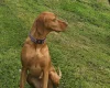 Hungarian Vizsla