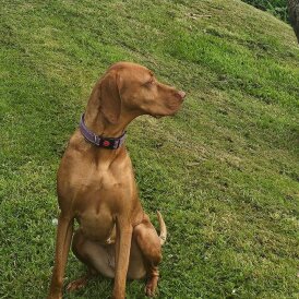 Hungarian Vizsla