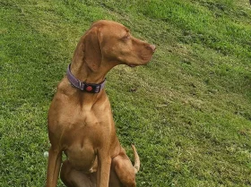 Hungarian Vizsla