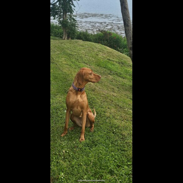 Hungarian Vizsla
