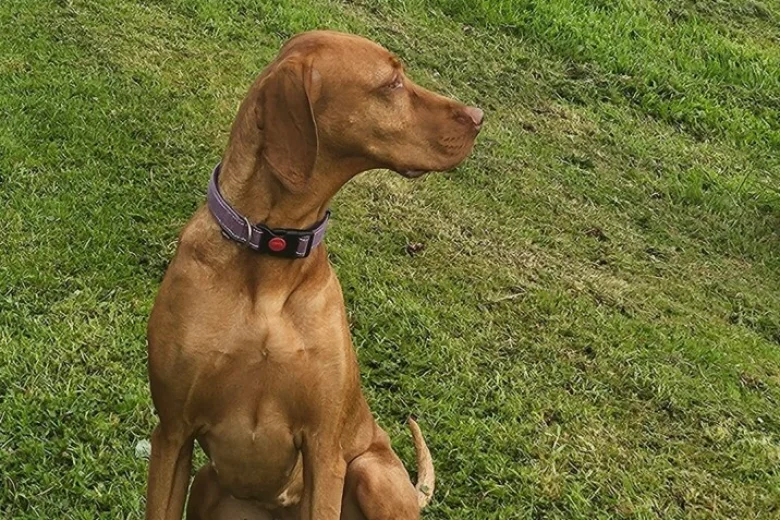 Hungarian Vizsla