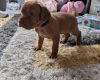 Hungarian Vizsla