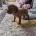 Hungarian Vizsla