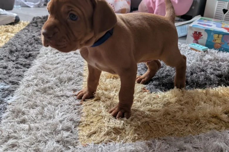 Hungarian Vizsla