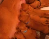 Hungarian Vizsla