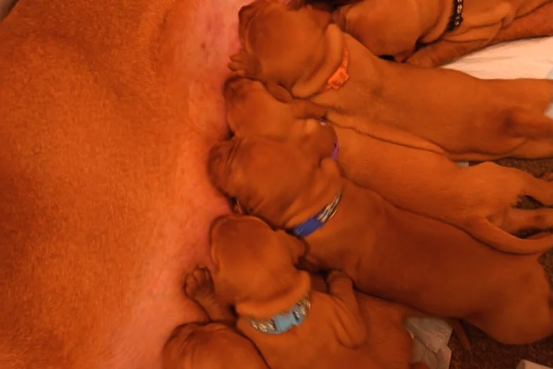 Hungarian Vizsla