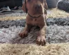 Hungarian Vizsla