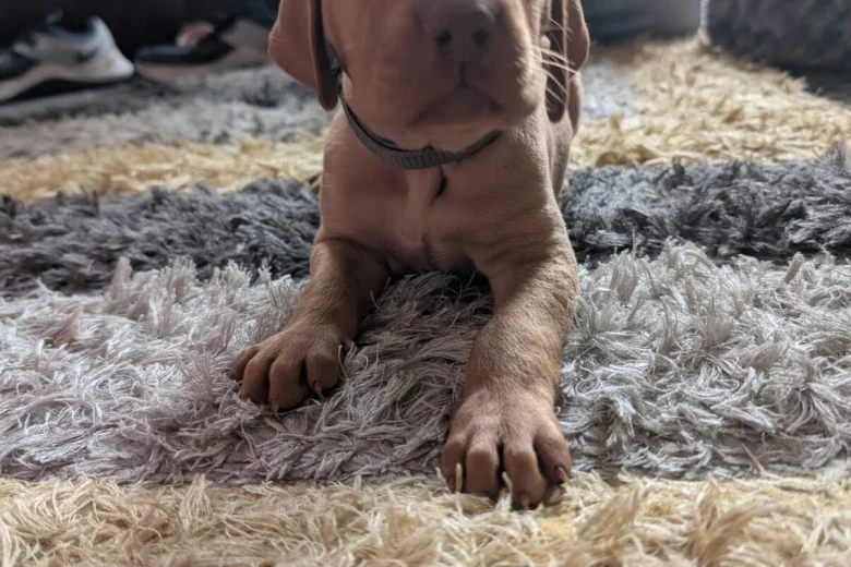 Hungarian Vizsla