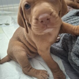 Hungarian Vizsla