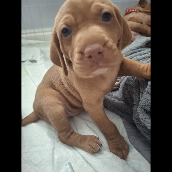 Hungarian Vizsla