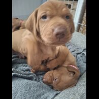 Hungarian Vizsla