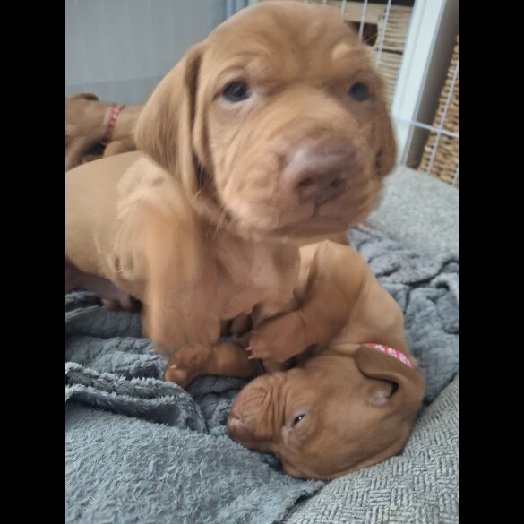Hungarian Vizsla