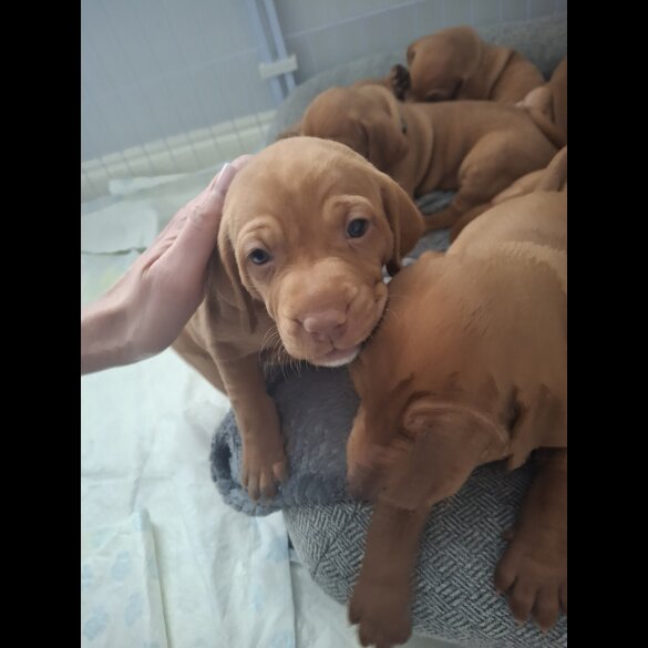 Hungarian Vizsla