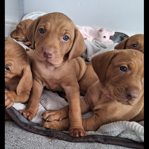 Hungarian Vizsla